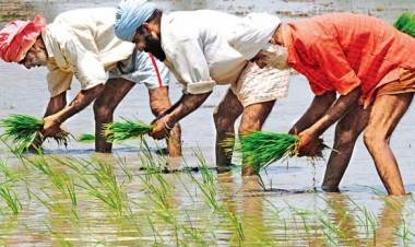 ਪੰਜਾਬ ਸਰਕਾਰ ਵਲੋਂ 13 ਜੂਨ ਤੋਂ ਝੋਨਾ ਲਾਉਣ ਸਬੰਧੀ ਨੋਟੀਫੀਕੇਸ਼ਨ ਜਾਰੀ